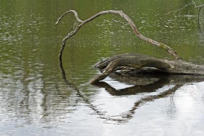 Thourons pond (Limousin)