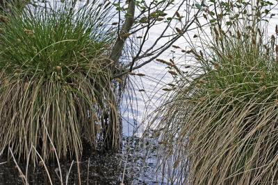 Thouron's pond (Limousin)