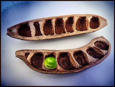 3 peas in a pod.jpg