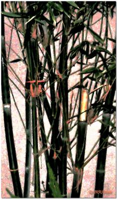 Bamboo.jpg