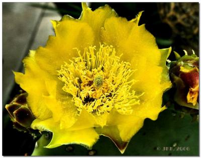 PricklyPear.jpg