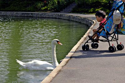 Baby Meets Swan