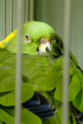 Bashful Parrot
