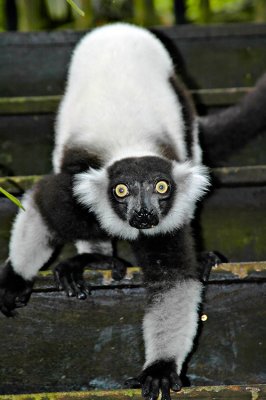 Lemur Encounter