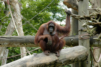 Orangutan