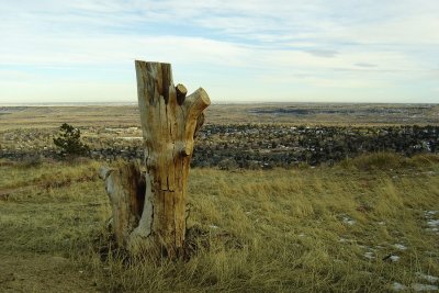 Dead Tree