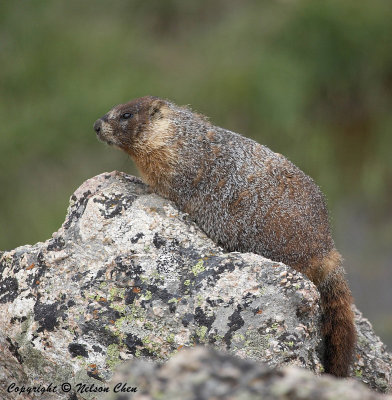 Rocky Mountain Marmot