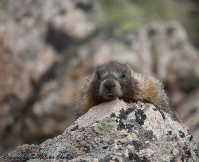 Rocky Mountain Marmot