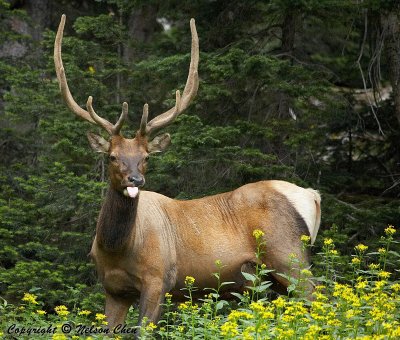An Elk on the side of Trail Ridge Road
