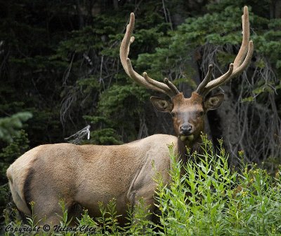 An Elk on the side of Trail Ridge Road