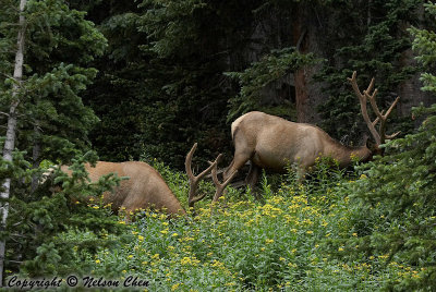 Elk on the side of Trail Ridge Road