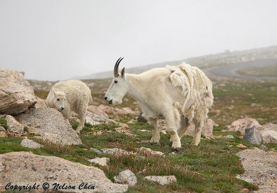 Mt. Evans Goats, Mama and Baby 1