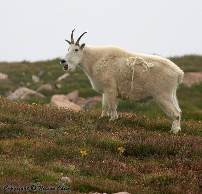 A Goat on Mt. Evans