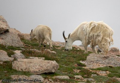 Mt. Evans Goats, Mama and Baby 3