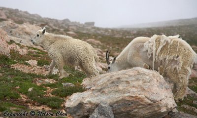 Mt. Evans Goats, Mama and Baby 4