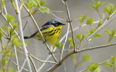 Magnolia Warbler