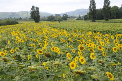 Sunflowers near Chassagne Montrachet