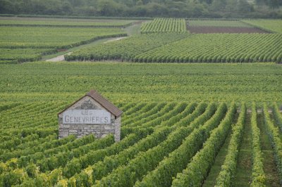 Vineyards outside Chassange Montrachet