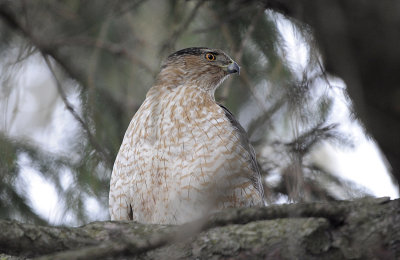 Cooper's Hawk, Feb. 28, 2012