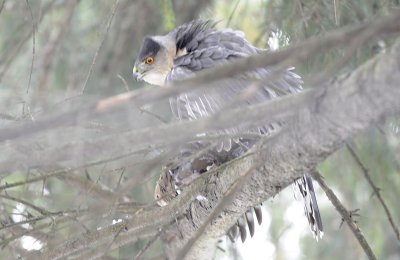 Cooper's Hawk