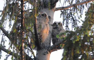 Two Great Horned Owl chicks