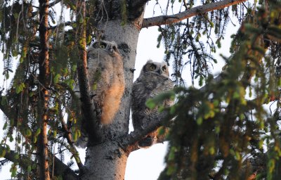 Two Great Horned Owl chicks