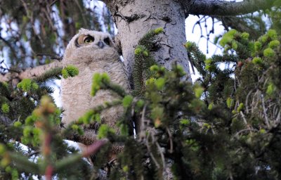 Great Horned Owl chick
