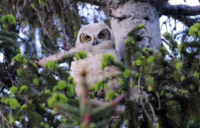 Great Horned Owl chicks\