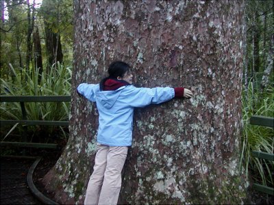 P7220101.JPG - ... to embrace the Kauri tree