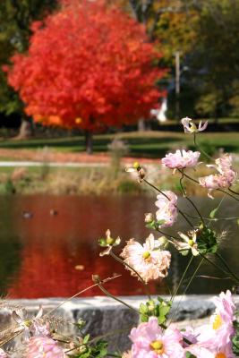 Flower and Tree