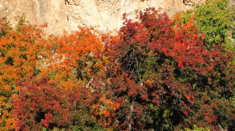Autumn at Boyce Thompson Arboretum - A Band of Color