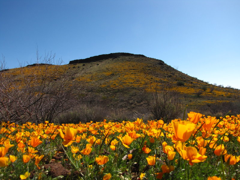 Mexican Gold Poppies and Peridot Hill