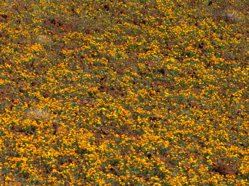 Poppies