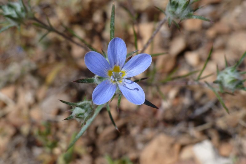 Another small flower, Prickly Phlox