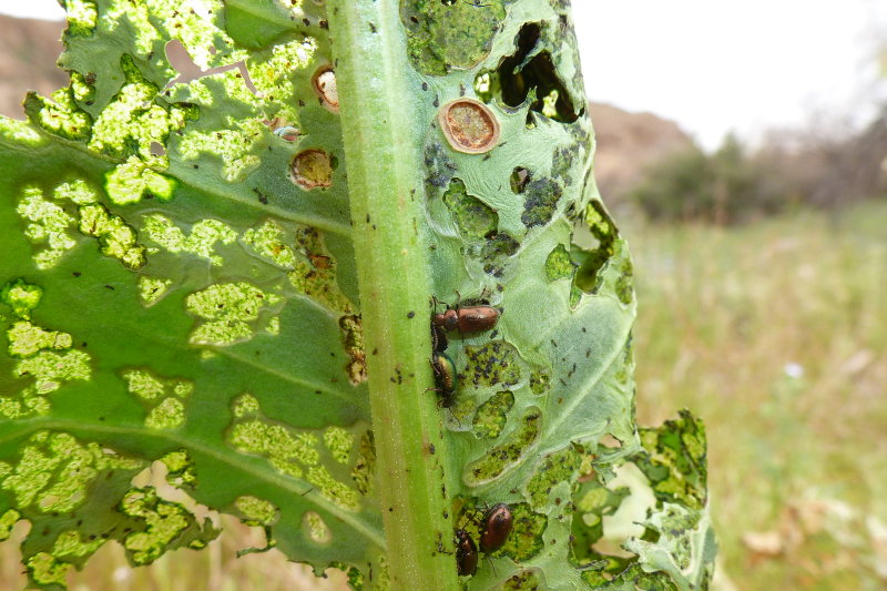 Beetles feeding on Canaigre - Rumex hymenosepalus