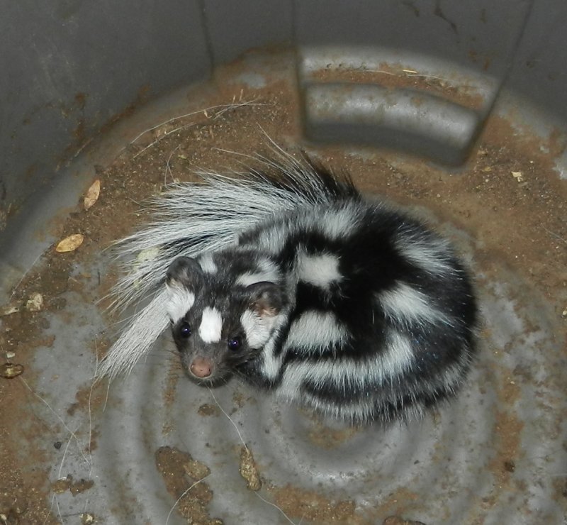 Spotted Skunk