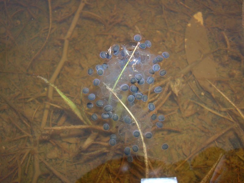 Toad eggs