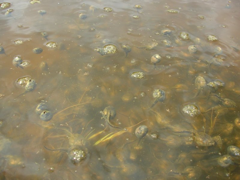 Tadpoles coming to the surface to breath air.