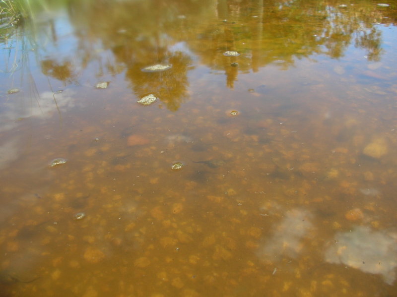 In the middle of the photo a couple tadpoles are visible swimming.