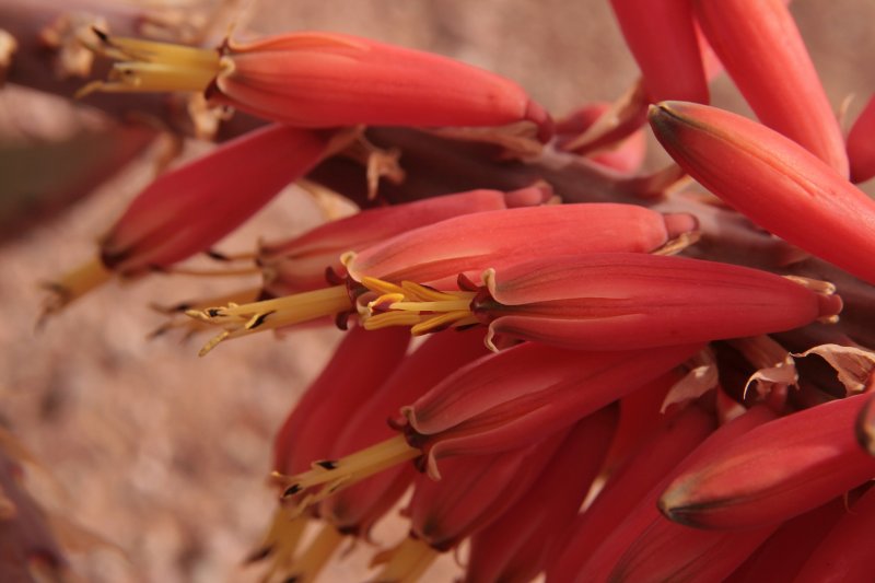 Aloe claviflora