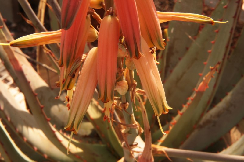 aloe falcata