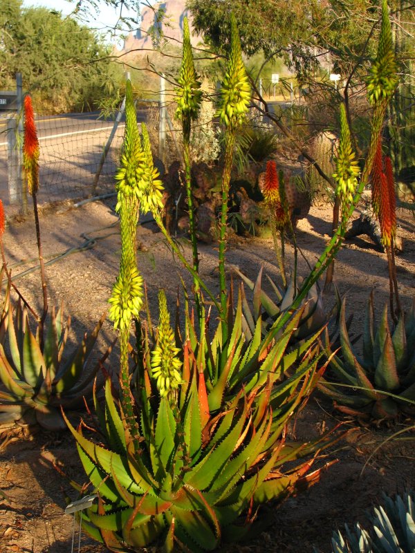 Aloe gariepensis