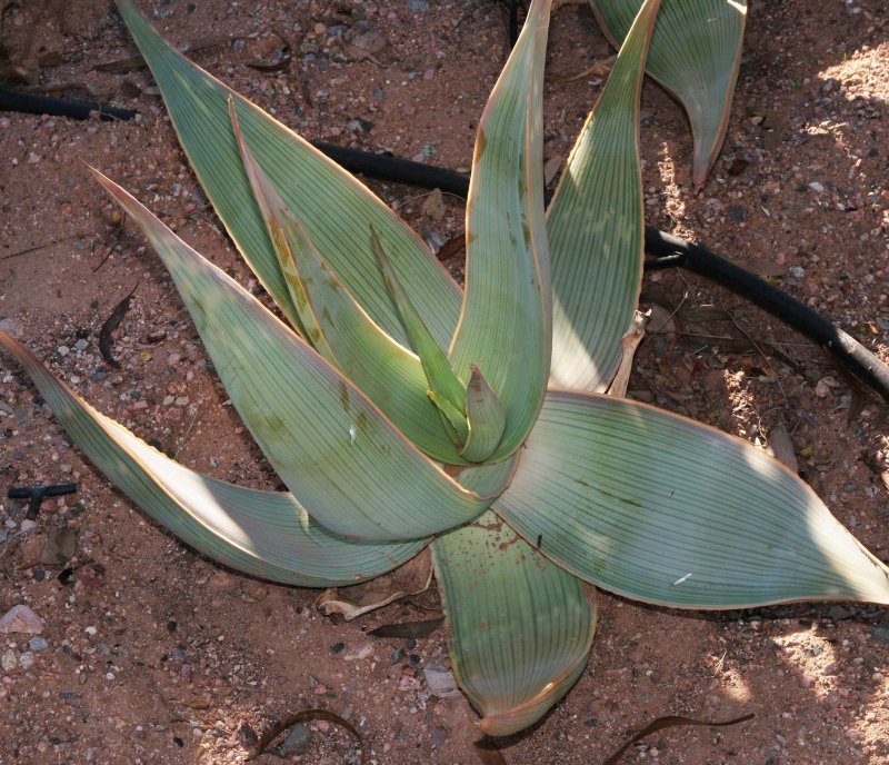 Aloe karasbergensis