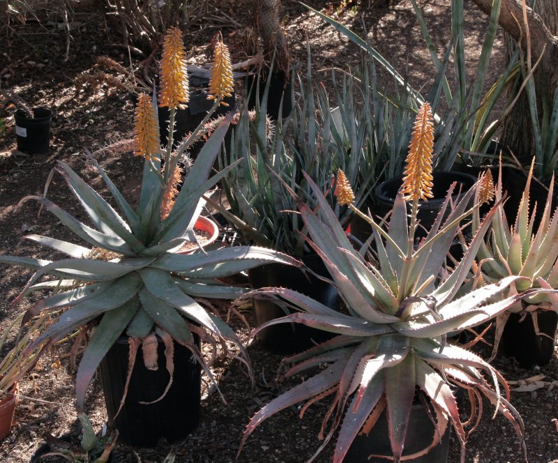 Aloe sinkatana x ferox