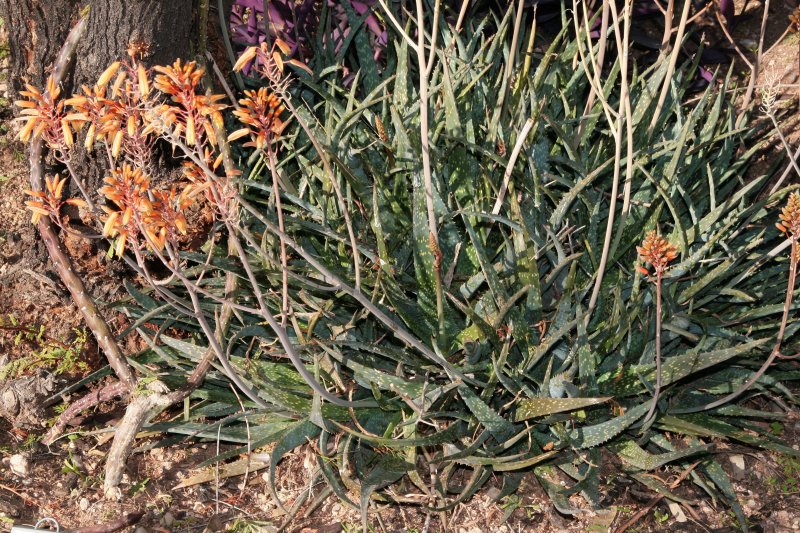 Aloe sinkatana x rauhii