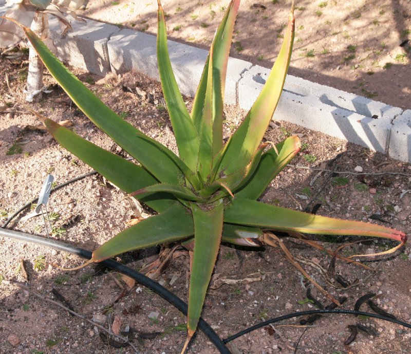 Aloe tauri