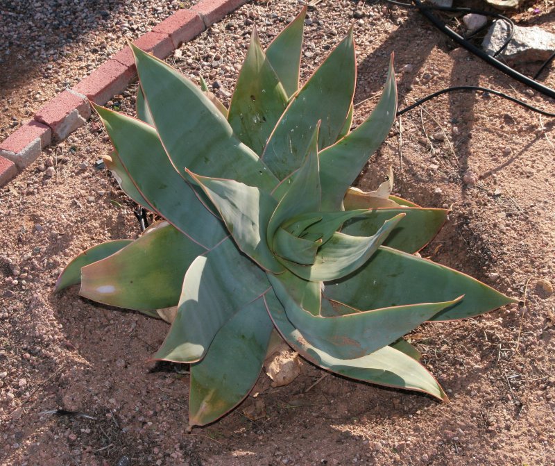 Aloe striata