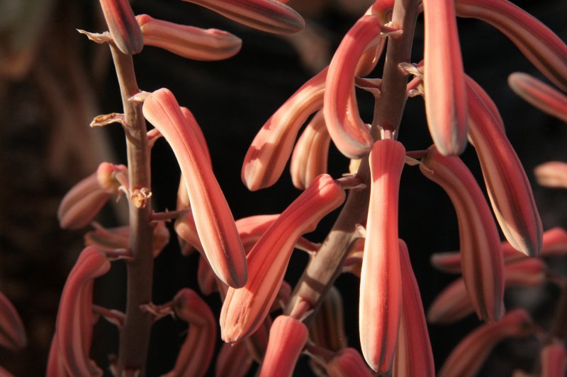 Aloe variegata