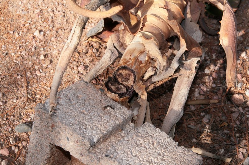 Cutting the dead stem of the Aloe africana