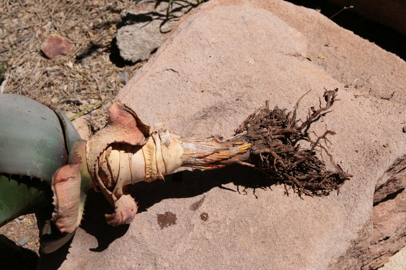 Aloe marlothii showing new roots creeping down dead stem